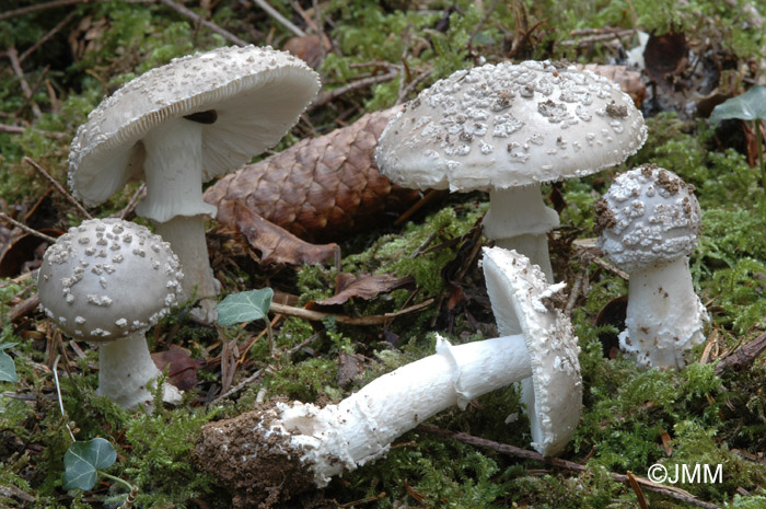 Amanita excelsa