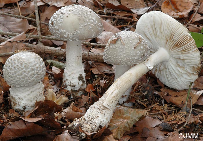 Amanita excelsa