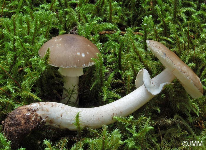 Amanita excelsa