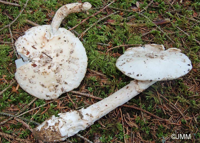 Amanita excelsa f. subcandida