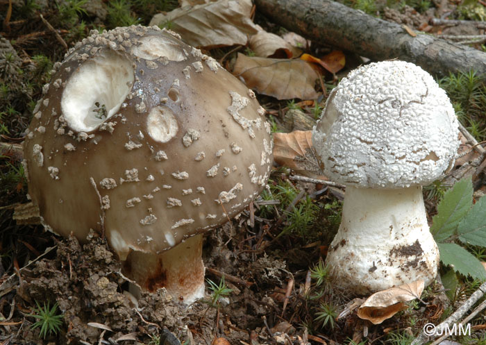 Amanita excelsa var. valida