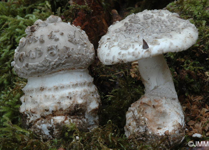 Amanita excelsa var. valida