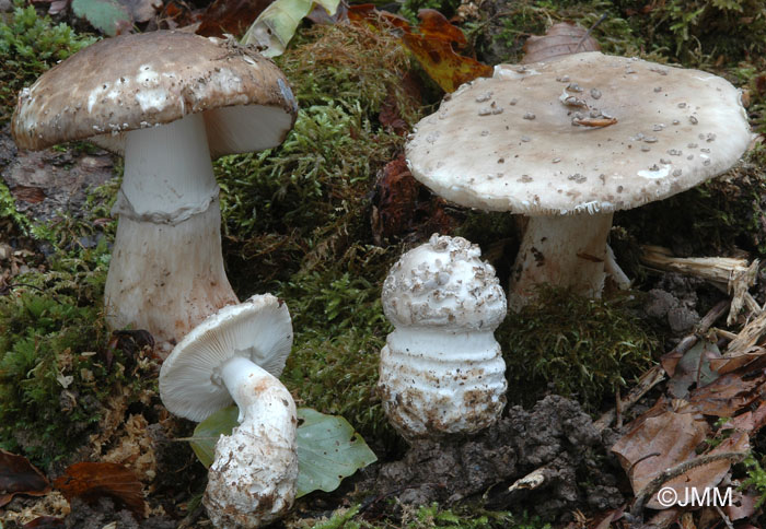 Amanita excelsa var. valida