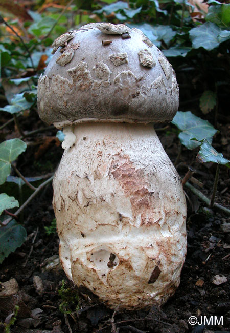 Amanita excelsa var. valida