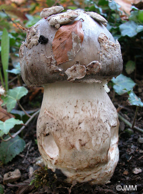 Amanita excelsa var. valida