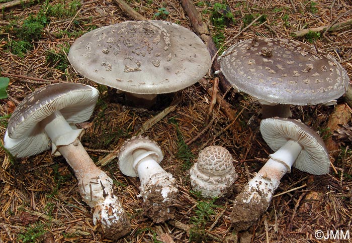 Amanita excelsa var. valida