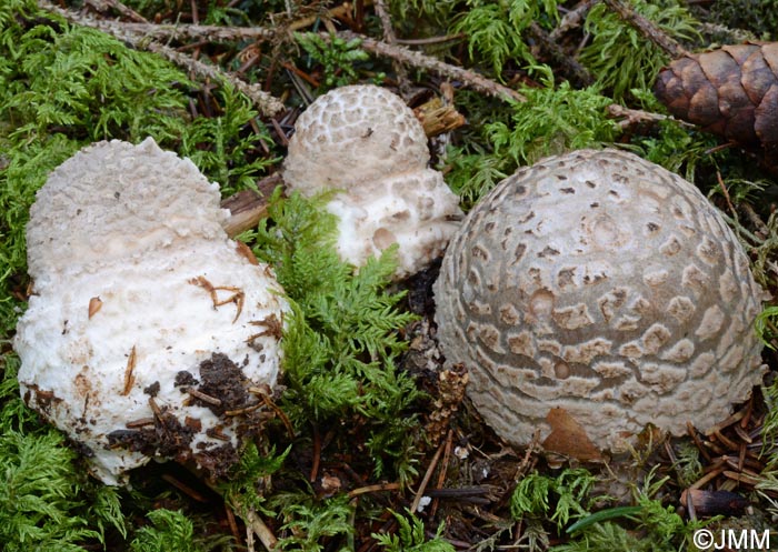 Amanita excelsa var. valida = Amanita spissa var. valida