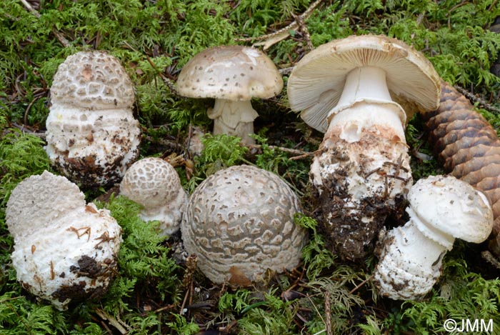 Amanita excelsa var. valida = Amanita spissa var. valida