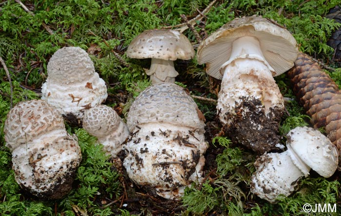 Amanita excelsa var. valida = Amanita spissa var. valida