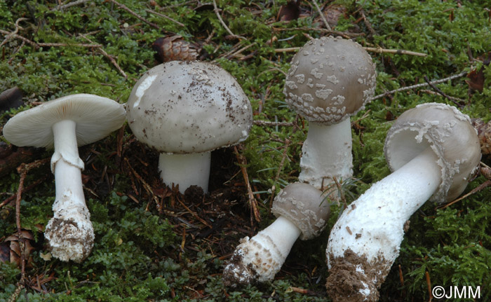 Amanita excelsa