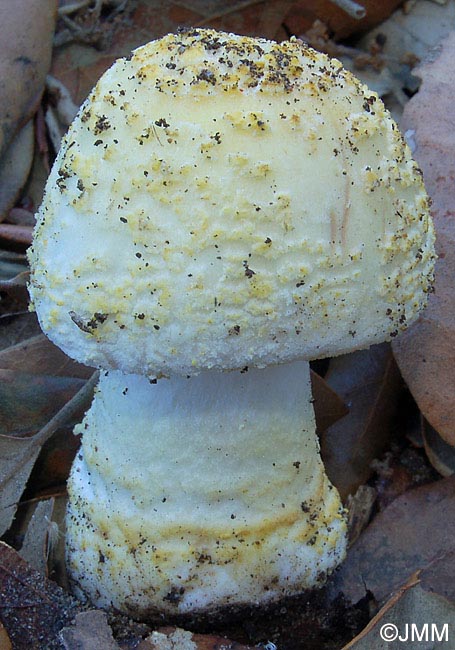 Amanita franchetii f. franchetii