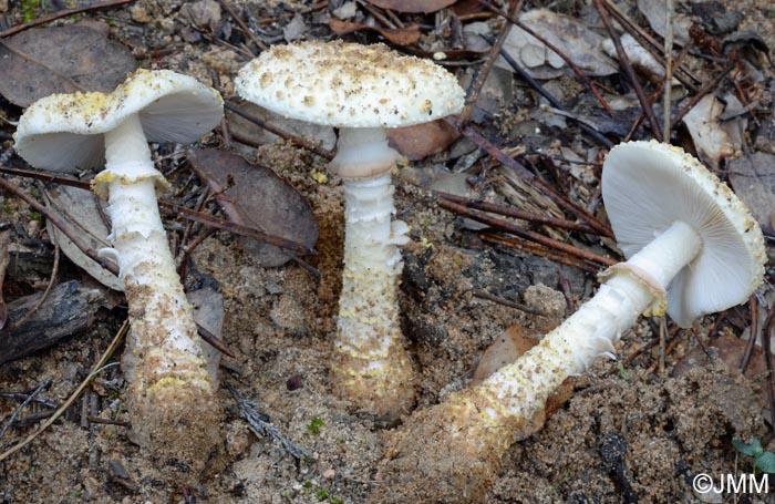 Amanita franchetii f. franchetii