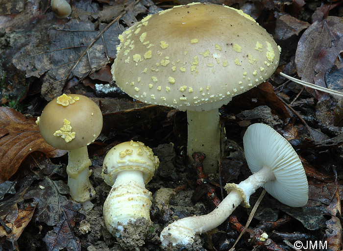 Amanita queletii