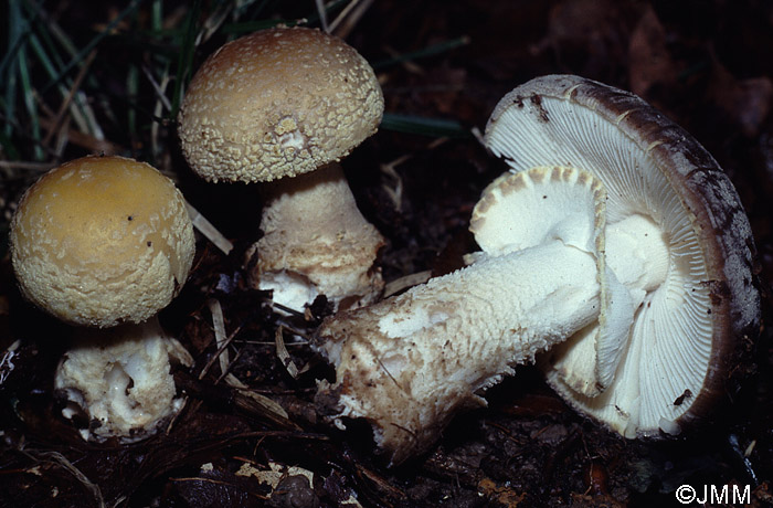 Amanita queletii 