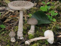 Amanita friabilis