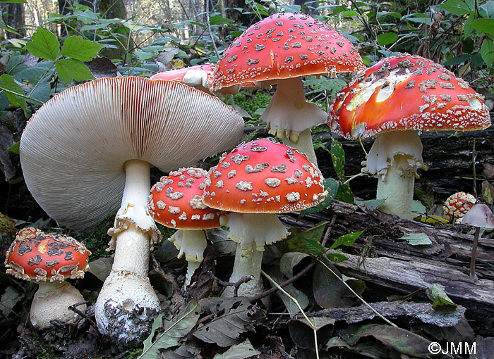 Amanita muscaria var. fuligineoverrucosa