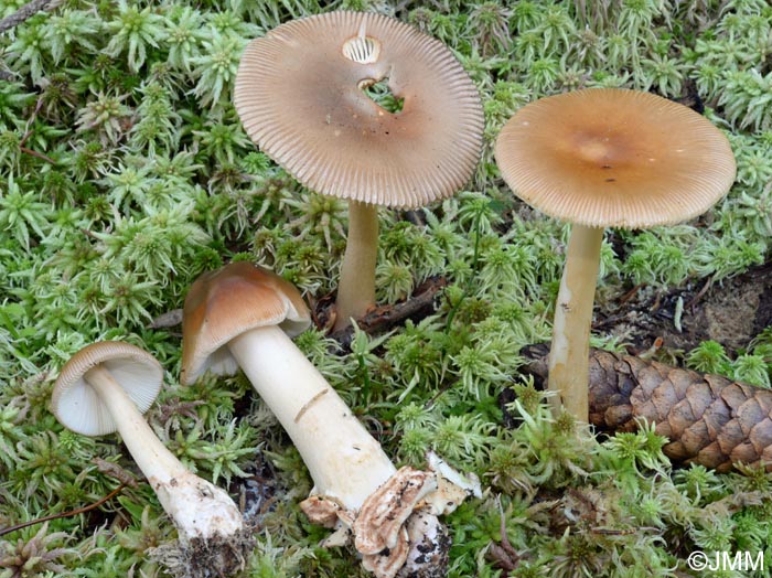 Amanita fulva