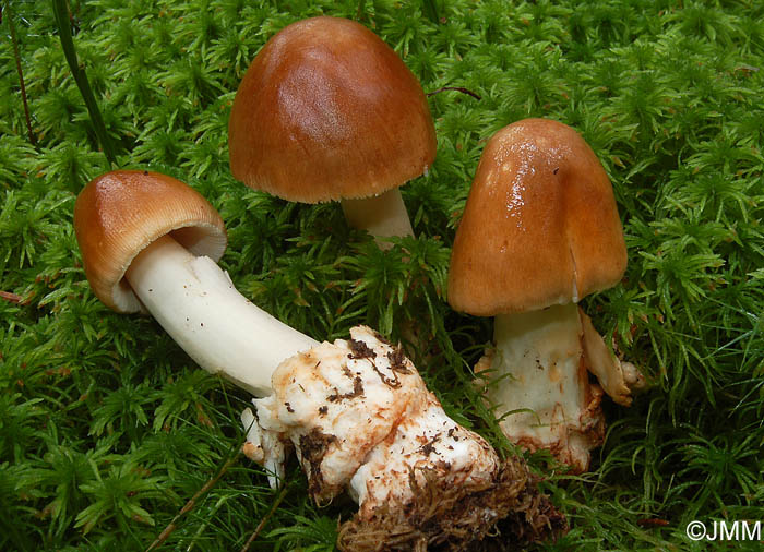 Amanita fulva