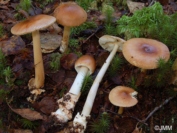 Amanita fulva