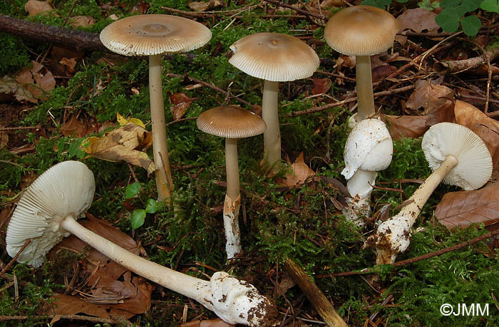 Amanita fulvoides