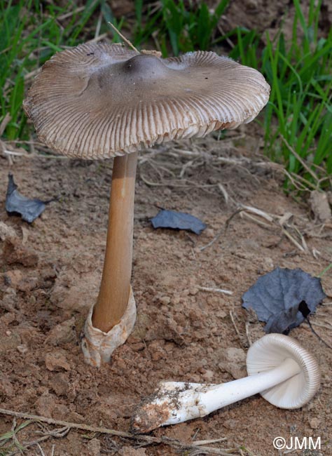 Amanita fulvoides