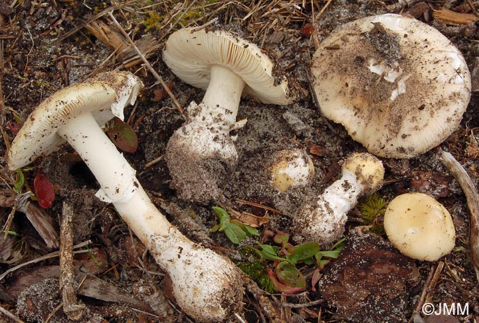 Amanita gemmata