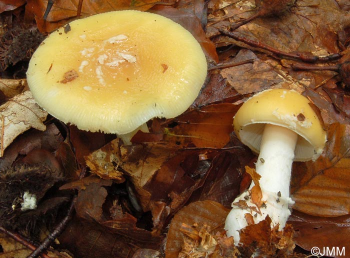 Amanita gemmata