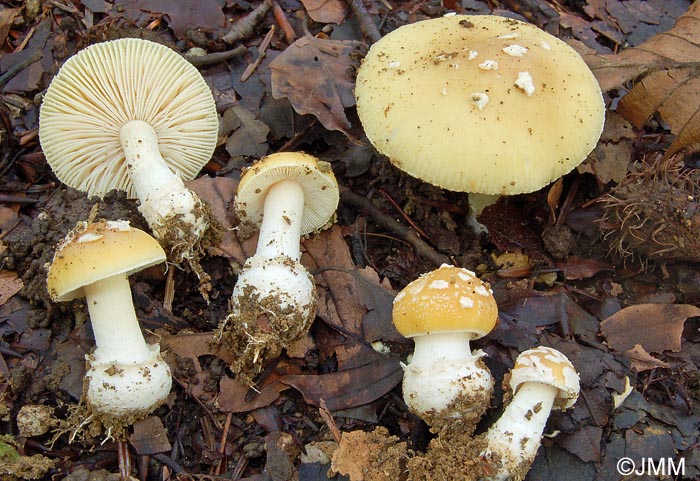 Amanita gemmata = Amanita junquillea