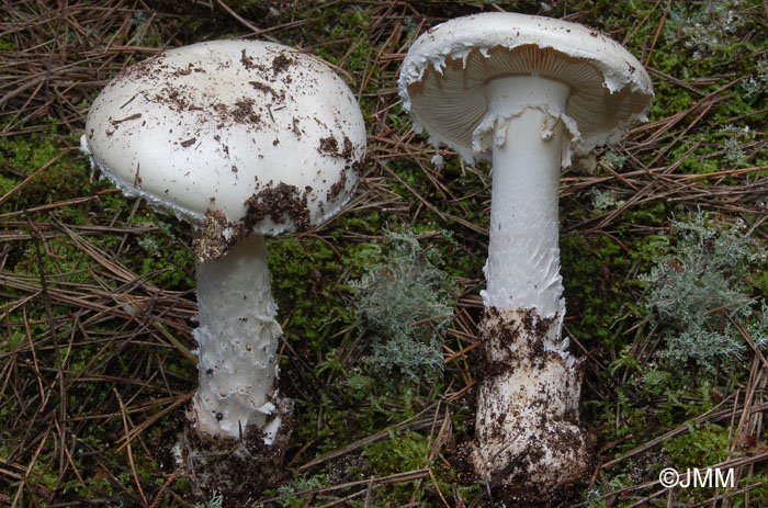 Amanita gilbertii var. subverna