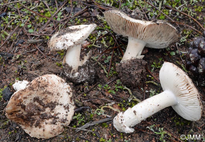 Amanita gioiosa = Amanita pantherina var. mediterranea