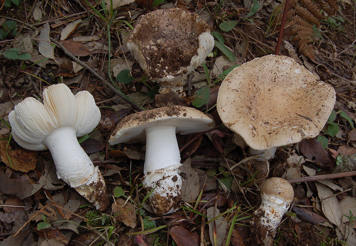 Amanita gioiosa