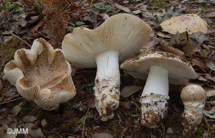 Amanita gioiosa