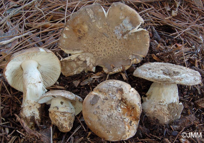 Amanita gioiosa