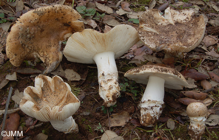 Amanita gioiosa