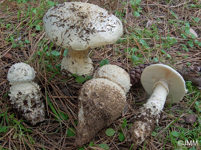 Amanita gracilior