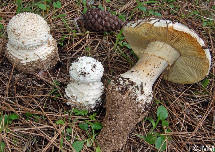 Amanita gracilior