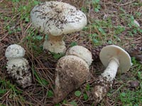 Amanita gracilior