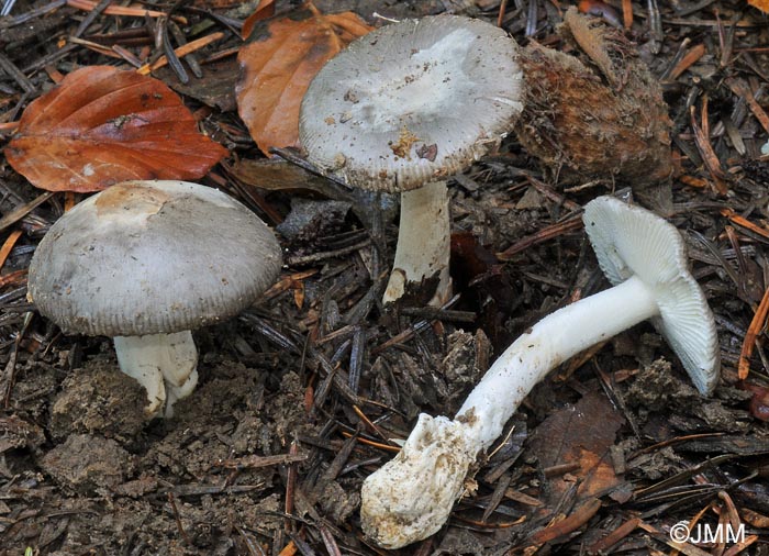 Amanita huijsmanii