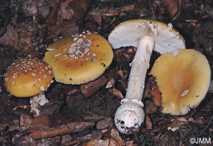 Amanita junquillea = Amanita gemmata