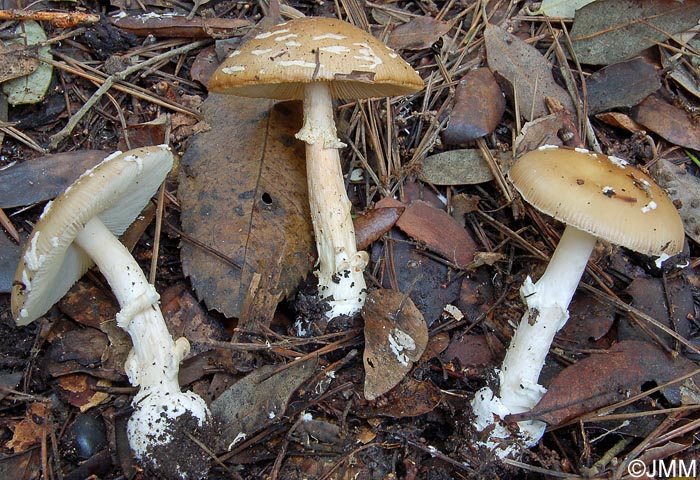 Amanita junquillea f. amici