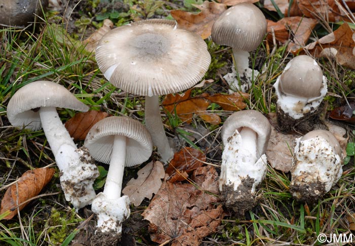 Amanita lividopallescens