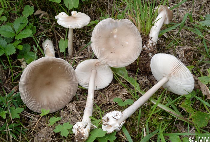 Amanita lividopallescens