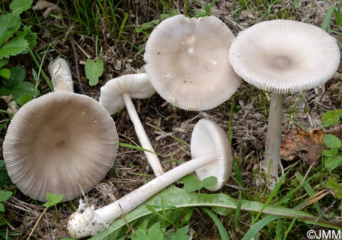 Amanita lividopallescens