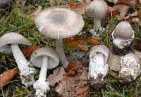 Amanita lividopallescens