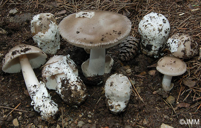 Amanita mairei