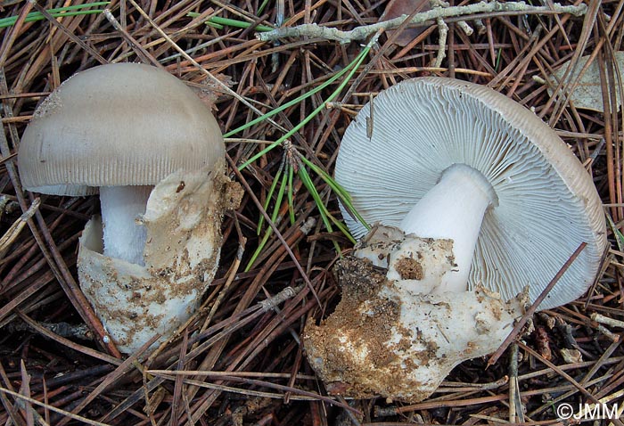 Amanita mairei