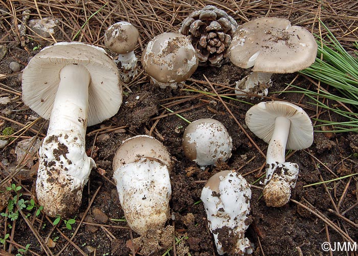 Amanita mairei