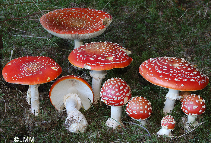 Amania muscaria