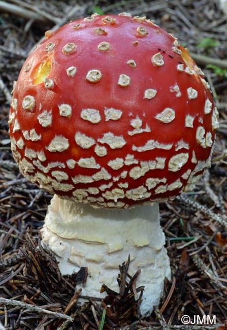 Amanita muscaria