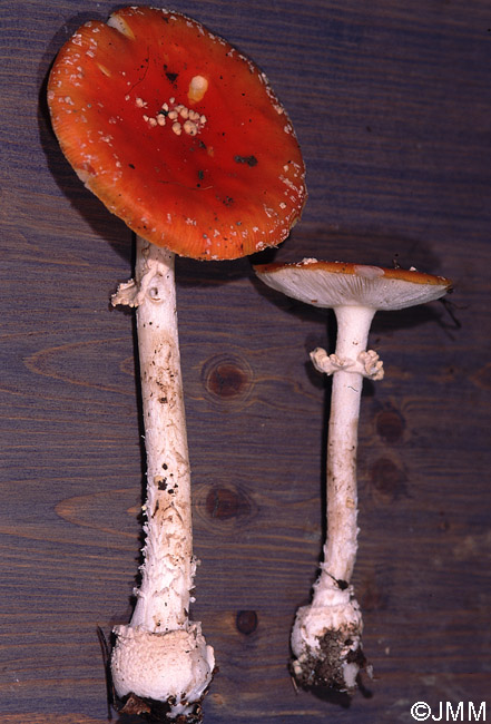 Amanita muscaria var. aureola